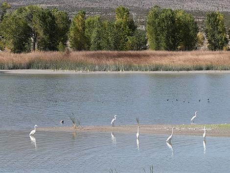 Great Egret (Ardea alba)