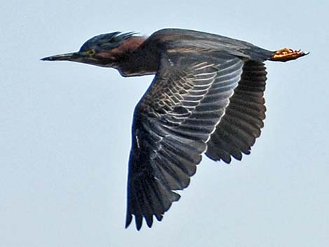 Green Heron (Butorides virescens)