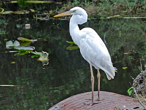 Great White Heron (Ardea herodias occidentalis)