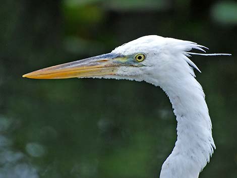 Great White Heron (Ardea herodias occidentalis)