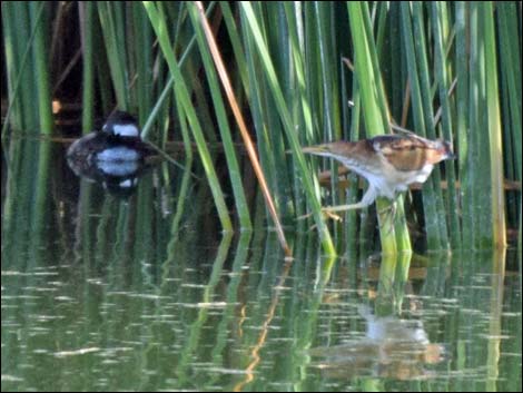 Least Bittern (Ixobrychus exilis)