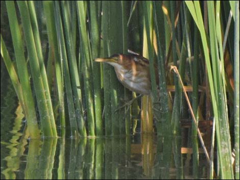 Least Bittern (Ixobrychus exilis)