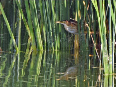 Least Bittern (Ixobrychus exilis)