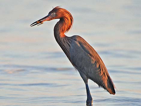 Reddish Egret (Egretta rufescens)