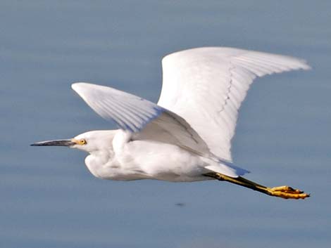 Snowy Egret (Egretta thula)