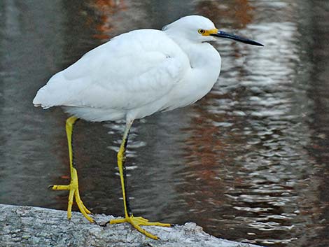 Snowy Egret (Egretta thula)