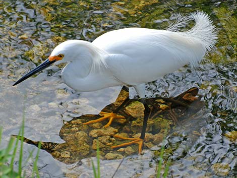 Snowy Egret