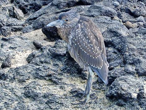 Yellow-crowned Night-Heron (Nyctanassa violacea)