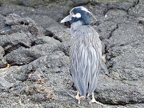 Yellow-crowned Night-Heron (Nyctanassa violacea)