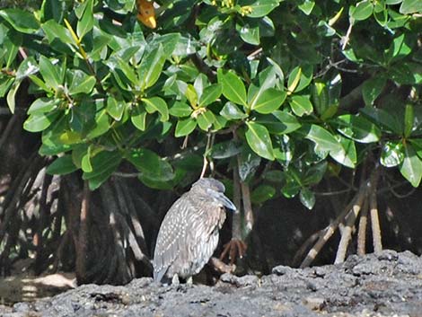 Yellow-crowned Night-Heron (Nyctanassa violacea)