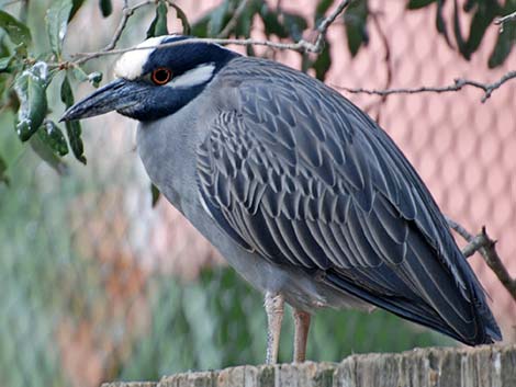 Yellow-crowned Night-Heron (Nyctanassa violacea)