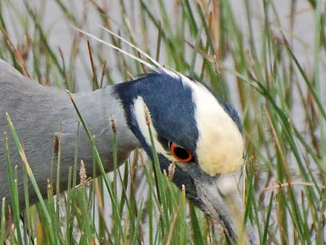 Yellow-crowned Night-Heron (Nyctanassa violacea)