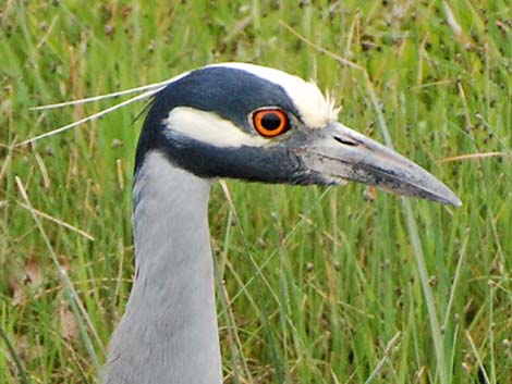 Yellow-crowned Night-Heron (Nyctanassa violacea)