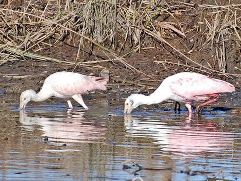 Roseate Spoonbill (Platalea ajaja)