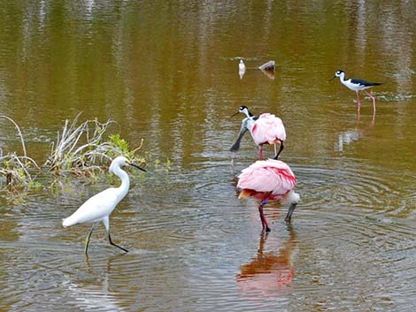 Roseate Spoonbill (Platalea ajaja)