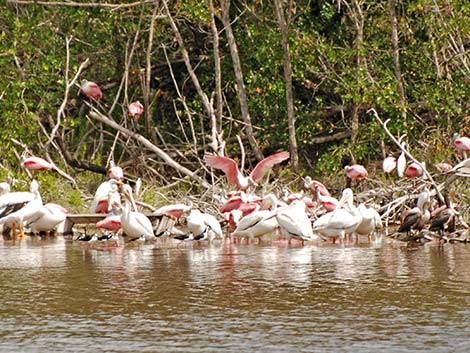 Roseate Spoonbill (Platalea ajaja)