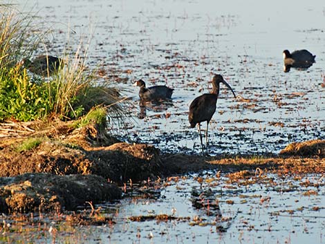 White-faced Ibis (Plegadis chihi)