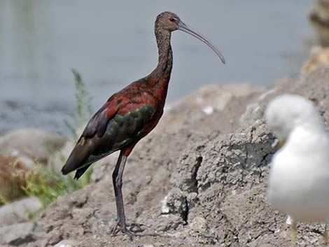 White-faced Ibis (Plegadis chihi)