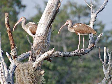 White Ibis (Eudocimus albus)