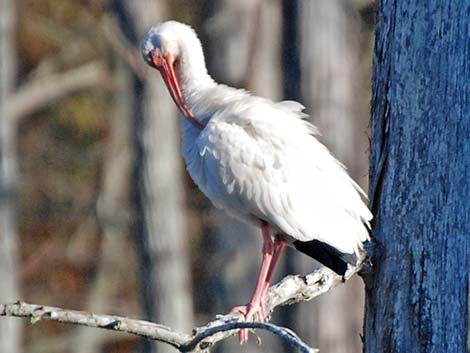 White Ibis (Eudocimus albus)