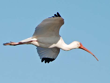 White Ibis (Eudocimus albus)