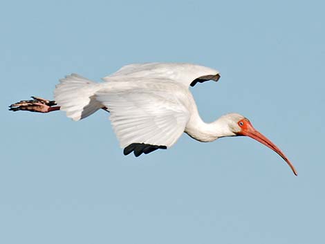 White Ibis (Eudocimus albus)