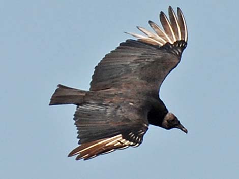 Black Vulture (Coragyps atratus)