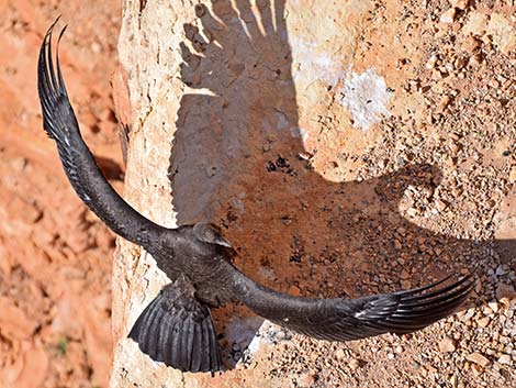 California Condor (Gymnogyps californianus)