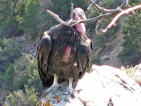 California Condor (Gymnogyps californianus)