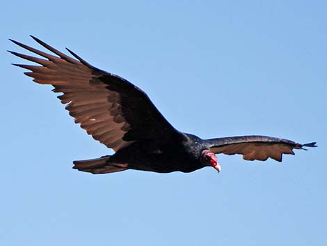 Turkey Vulture (Cathartes aura)