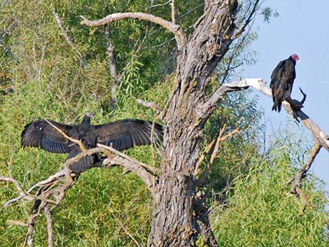 Turkey Vulture (Cathartes aura)