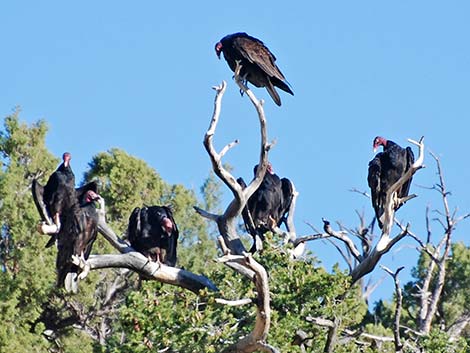 Turkey Vulture (Cathartes aura)