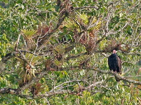 Turkey Vulture (Cathartes aura)