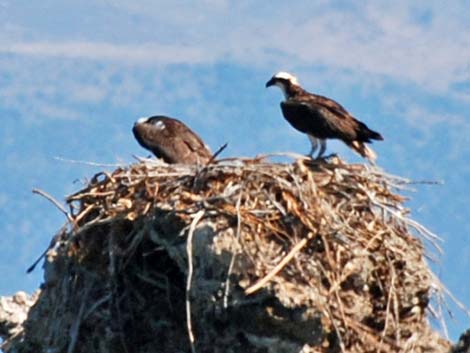 Osprey (Pandion haliaetus)