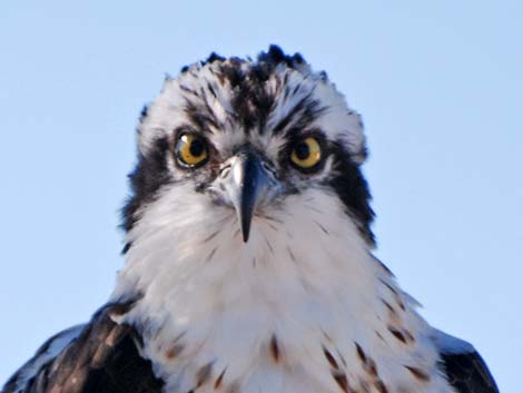 Osprey (Pandion haliaetus)