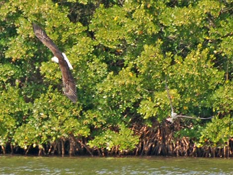 Bald Eagle (Haliaeetus leucocephalus)