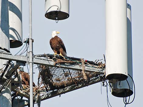 Bald Eagle (Haliaeetus leucocephalus)