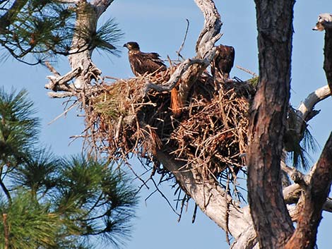 Bald Eagle (Haliaeetus leucocephalus)