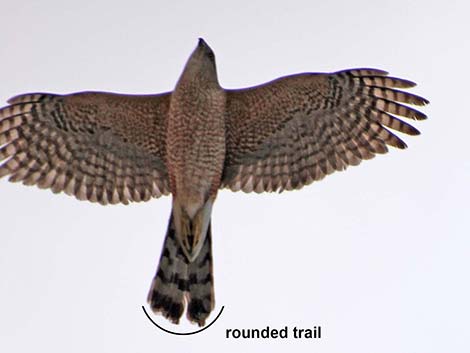 Cooper’s Hawk (Accipiter cooperii)