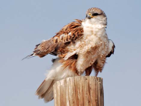 Ferruginous Hawk (Buteo regalis)