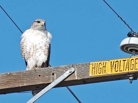 Ferruginous Hawk (Buteo regalis)