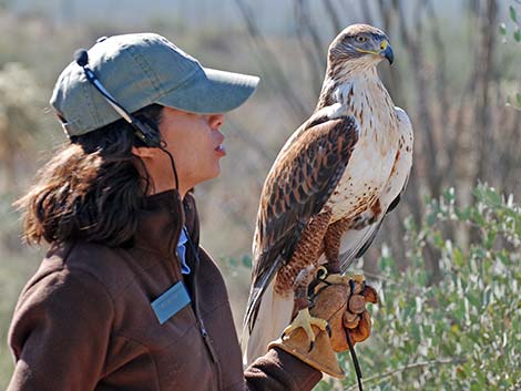 Ferruginous Hawk (Buteo regalis)