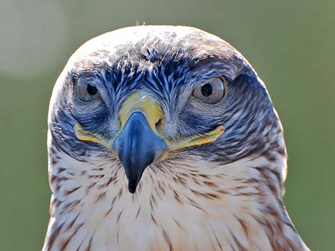 Ferruginous Hawk (Buteo regalis)