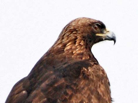 Golden Eagle (Aquila chrysaetos)