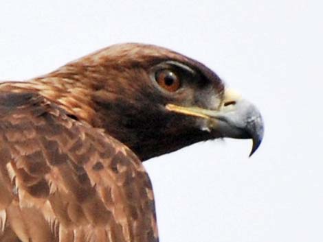 Golden Eagle (Aquila chrysaetos)