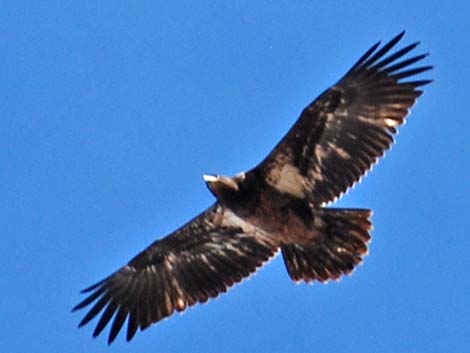 Golden Eagle (Aquila chrysaetos)