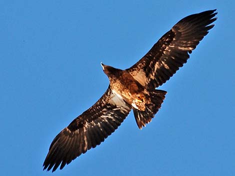 Golden Eagle (Aquila chrysaetos)