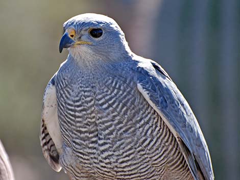 Gray Hawk (Buteo nitidus)