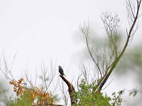 Gray Hawk (Buteo nitidus)