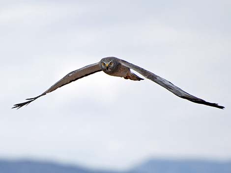 Northern Harrier (Circus cyaneus)